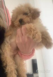 Barboncino albicocca