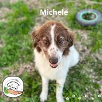 MICHELE incrocio border collie in adozione