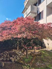 acero palmato giapponese