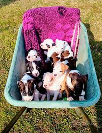 American Staffordshire Amstaff Cuccioli