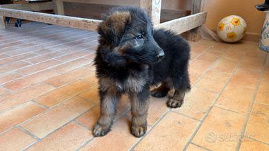 Cuccioli pastore tedesco