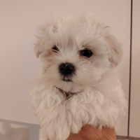 Cucciolo Maltese maschio