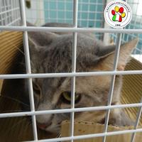 BAFFO sei tanto dolce