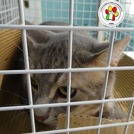 BAFFO sei tanto dolce