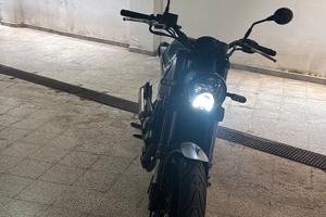BENELLI LEONCINO 500