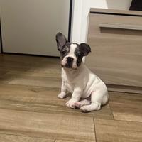 Cucciola di bulldog francese