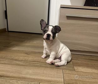 Cucciola di bulldog francese