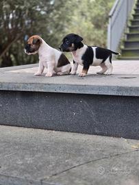 Jack russell