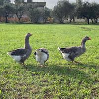 Oche Tolosa agricola
