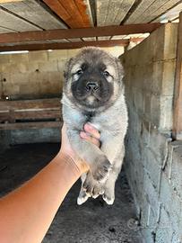 Cuccioli kangal