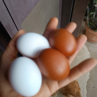 Marans livornesi bianco