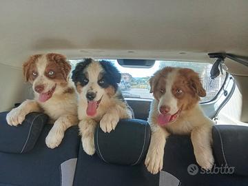 Cuccioli di Pastore Australiano