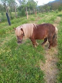 Pony