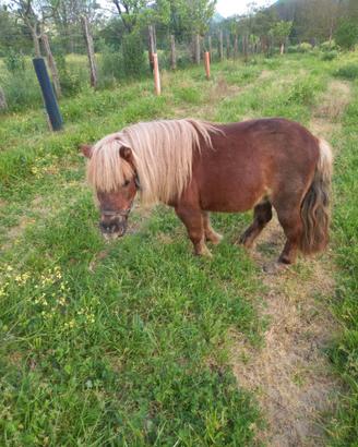 Pony