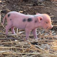 Mini Pig da compagnia