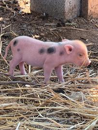 Mini Pig da compagnia