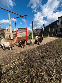 Caprette razza nana 1 maschio - 1 femmina