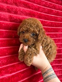 Barboncina tea cup/ mini Toy