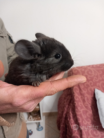 Cucciola di cincillà