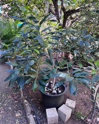 2 Piante di Avocado