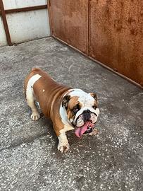 Bulldog inglese per monte