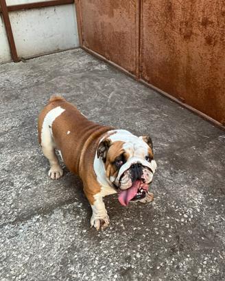 Bulldog inglese per monte