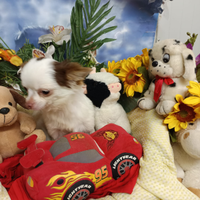 Chihuahua Due Femminucce Piccolissime