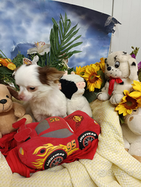Chihuahua Due Femminucce Piccolissime