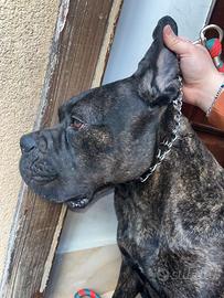 Cuccioli cane corso