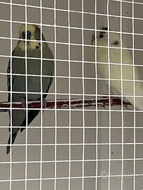 Due cocorite giovani di età