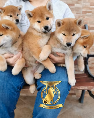 cuccioli di shiba inu con pedigree ENCI disponibil