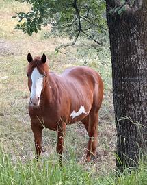 Cavallo castrone paint
