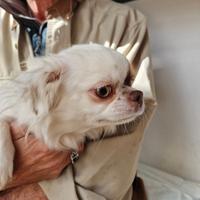 Chihuahua femmina adulta con pedigree