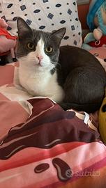 Gatto maschio