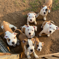 Cuccioli di Amstaff