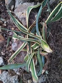 Agave americana