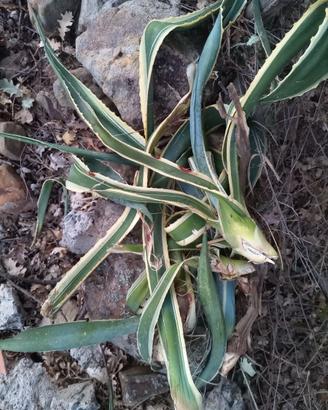 Agave americana