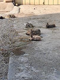 Circa 4 mesi e mangiano di tutto