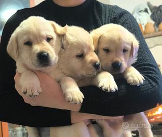 Labrador miele e neri con pedigree