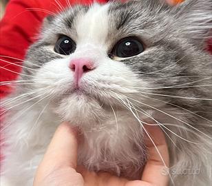 Gatto ragdoll adulto