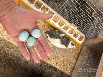 Celadon e jumbo - quaglie