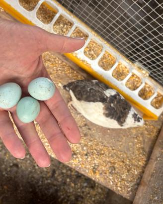 Celadon e jumbo - quaglie