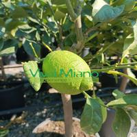 Pianta di Limone Zagara Bianca - Foto reale