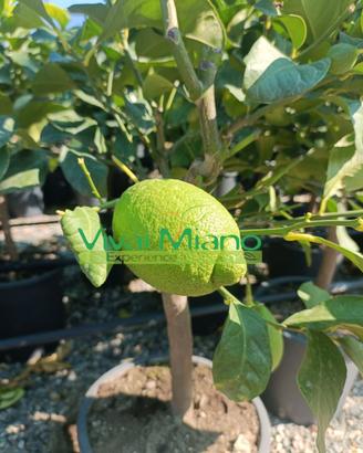 Pianta di Limone Zagara Bianca - Foto reale