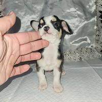 Chihuahua maschio toy