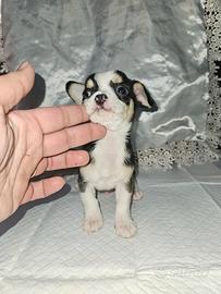 Chihuahua maschio toy