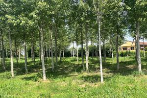 TER. RESIDENZIALE A BOFFALORA SOPRA TICINO