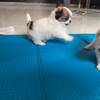 Chihuahua femmina pedigree enci