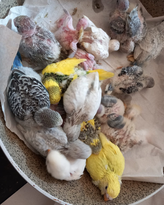 Animali