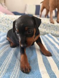 Cuccioli Zwergpinscher